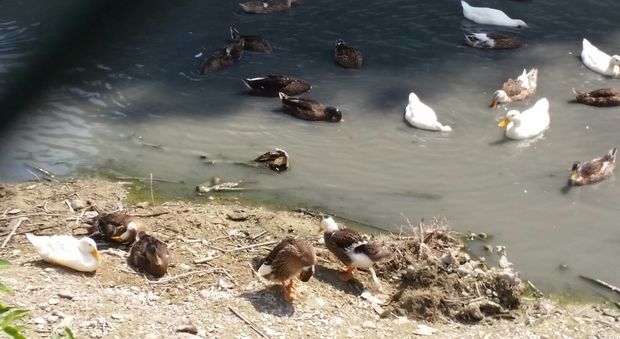 Fano, botulino killer nel canale Albani Uccelli "trasferiti" nei laghetti vicini