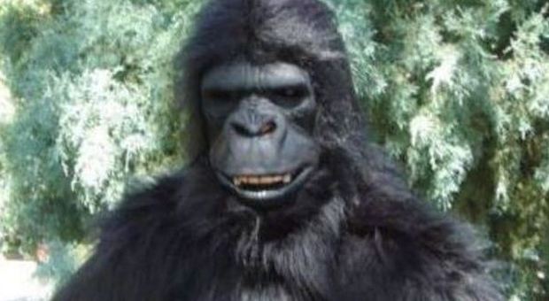 Lo scambiano per un gorilla e gli sparano con la pistola narcotizzante: è grave