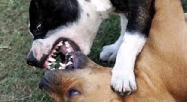 San Giorgio a Cremano, aggressione cani: anziano ferito dai pitbull e cagnolino in fin di vita