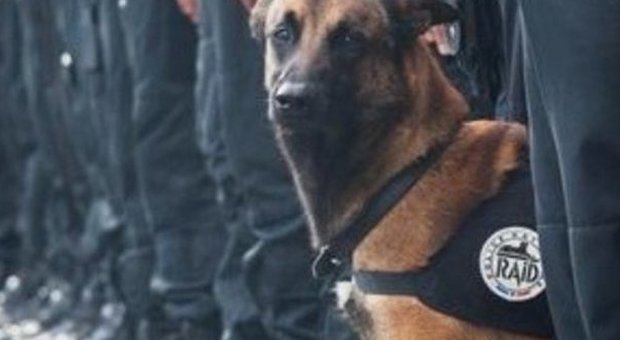 Venerdì giornata di lutto in ricordo di Diesel, il cane ucciso a St. Denis