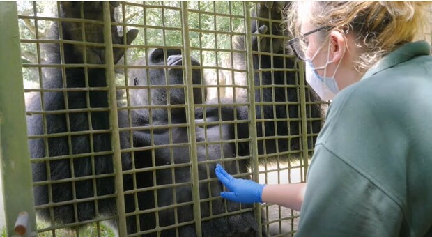 Vaccino anti Covid agli animali, allo zoo di New Orleans si parte con scimmie e tigri: «Ma è diverso da quello per gli umani»