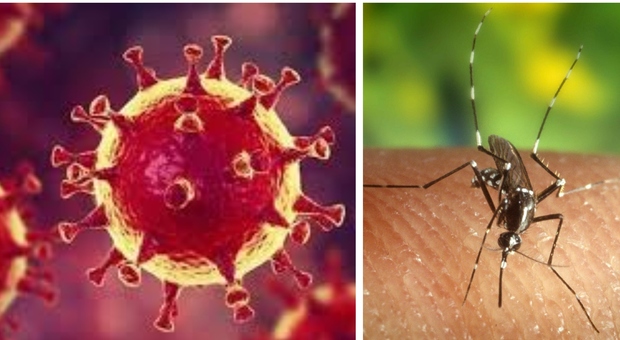 Coronavirus, gli scienziati: «La zanzara non è un vettore, ma meglio evitare di essere punti»