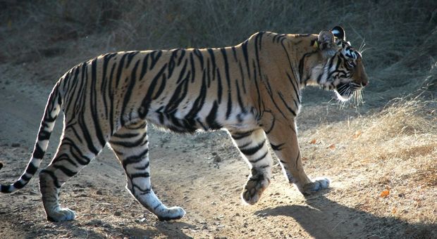 Solo 3.890 tigri sul pianeta, sfida per salvare la specie