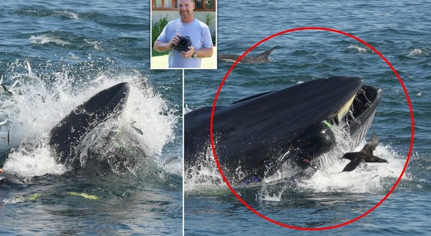 Sub ingoiato da una gigantesca balena, viene “risputato” fuori e si salva