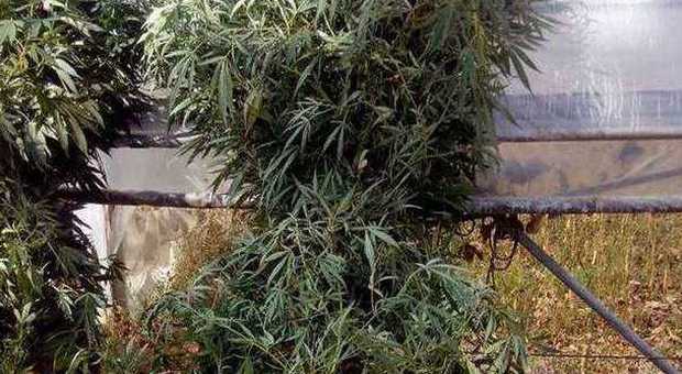Latina, un'altra coltivazione di marijuana a Monte San Biagio, un fermo e piante sequestrate