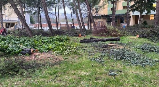Cura del verde, i residenti maceratesi infuriati: «Tagliano alberi invece di piantarli»