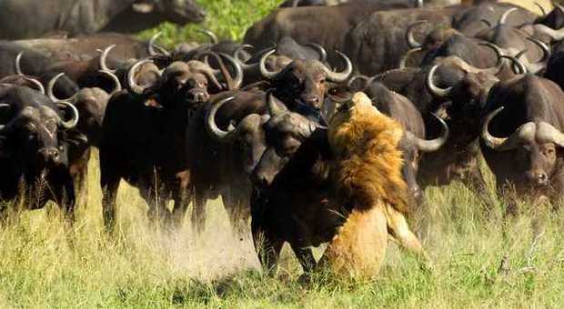 I bufali contro il leone