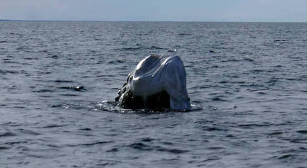 Balena con la testa coperta da una sacca di plastica: salvata dagli ambientalisti