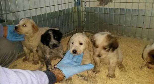 Sei cuccioli buttati in un cassonetto a Napoli, salvati dai dipendenti Asia