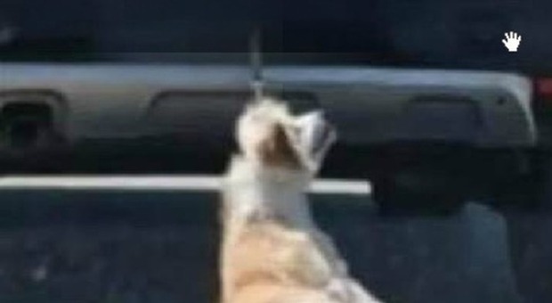 Cani legati col cappio e trascinati da un'auto: uno è morto, denuncia della Lav