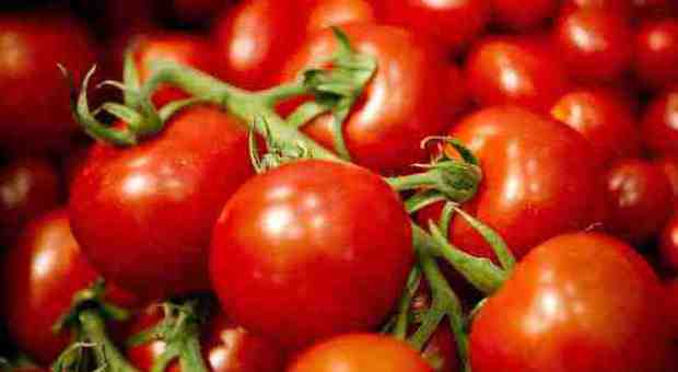I pomodori sono alleati della salute: ecco 10 motivi per mangiarli