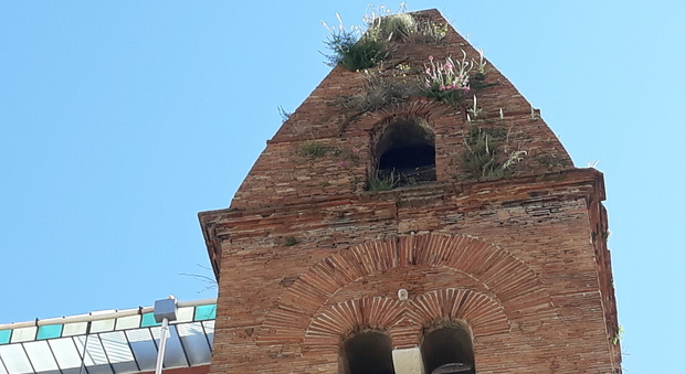 Napoli - sulla torre campanare della Pietrasanta sono spuntati i fiori di primavera