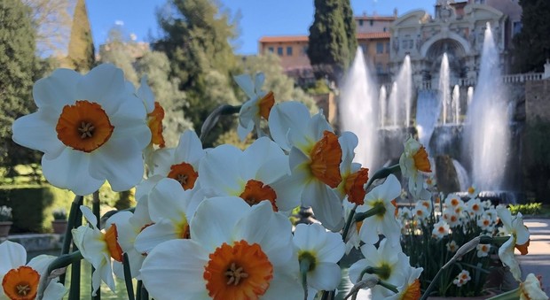 Tivoli, a Villa d'Este sorprese di primavera: spuntano orchidee e tulipani