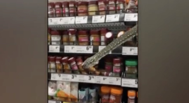 Mentre sceglieva le spezie da uno scaffale di un supermercato, una 25enne ha visto spuntare un pitone diamante.