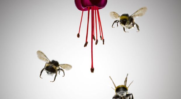 Scoperta nel mondo animale: anche le api sanno fare somme e sottrazioni