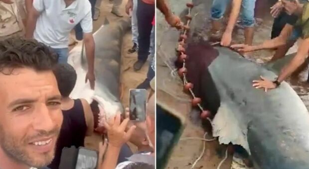 Turista ucciso da uno squalo, l'animale viene pescato e ucciso a calci e pugni in spiaggia: choc in Egitto