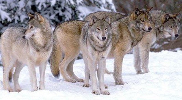 I branchi di lupi sono aumentati in provincia di Belluno