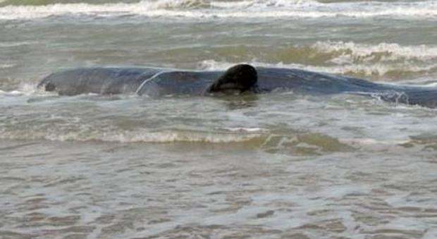 Gran Bretagna, moria di balene: tre esemplari spiaggiati in poche ore