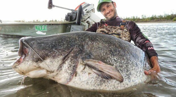 Cattura pesce siluro di 150 kg nel Po e poi lo libera: «Così un altro pescatore potrà vivere le mie emozioni»