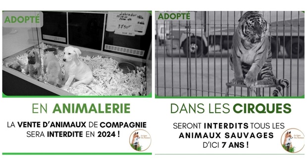 La Francia approva legge per rafforzare benessere animale. (Immag diffuse su Twitter dall'associazione La Ligue des Animaux)