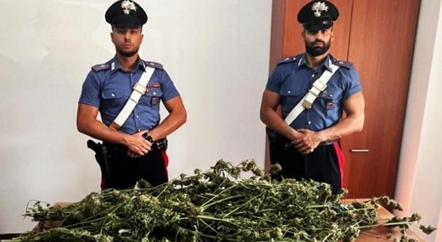 Piantagione di marijuana in giardino: ragazzo arrestato