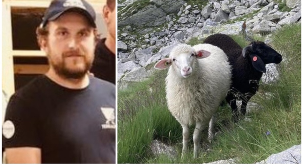 Sondrio, pecore in bilico sul crepaccio: l'allevatore noleggia un elicottero privato per salvarle