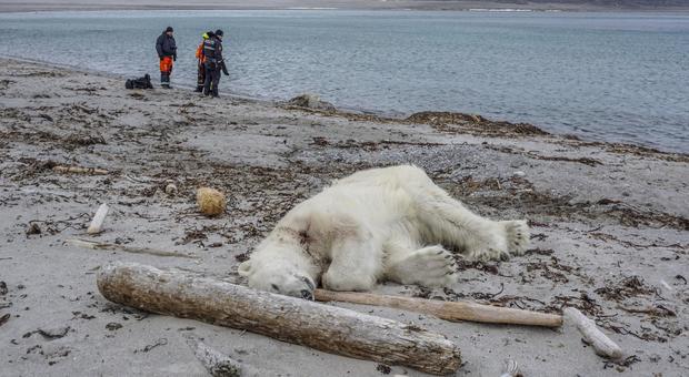 Orso polare attacca i turisti: «Come in una scena di Lost». Abbattuto dalla sicurezza, ferito un addetto
