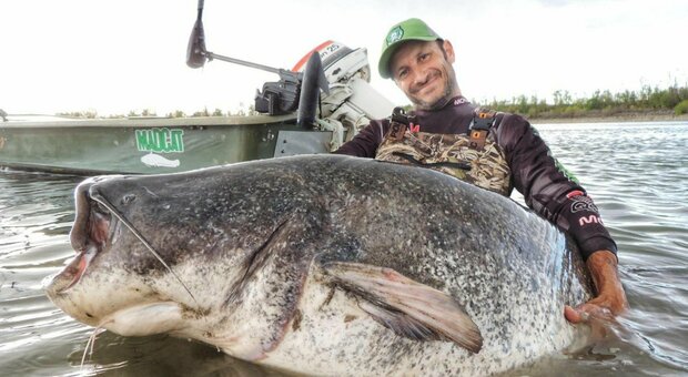 Il "mostro del Po", catturato un pesce siluro di 3 metri (e 150 chili): «Ecco come ho fatto». Le immagini incredibili
