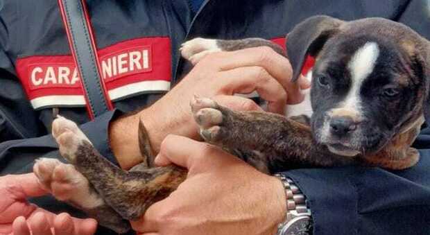 Cagnolina di 2 mesi abbandonata in strada: salvata dai carabinieri di Aprilia