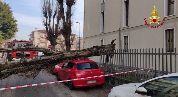 Mestre, enorme albero piomba sopra due auto parcheggiate in strada