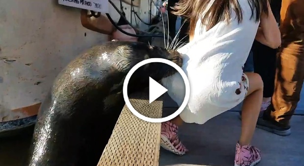 Leone marino trascina in mare la bimba: attimi di terrore al parco acquatico