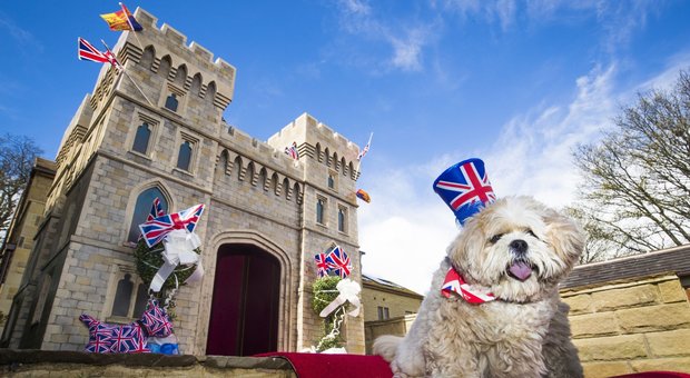 Il mirto nel bouquet e una cuccia reale per i cagnolini: tutte le regole del Royal wedding