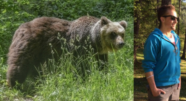 Associazioni di animalisti contro l'abbattimento dell'orso che ha ucciso il 26enne: «No alla legge occhio per occhio, dente per dente»