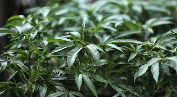 Cannabis, in Lussemburgo da oggi è legale la produzione e il consumo: è la prima volta in Unione Euopea
