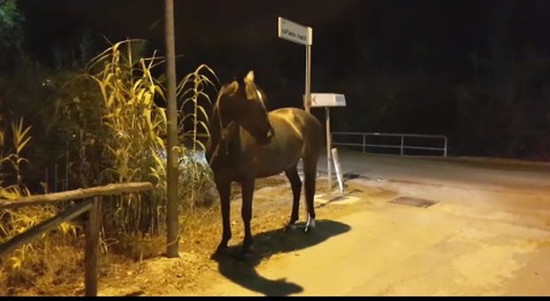 San Felice Circeo: cavallo fugge dal recinto e vaga per strada