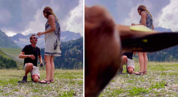 La proposta di matrimonio (filmata col cellulare) finisce male: «Rovinata da una capra». Cos'è successo