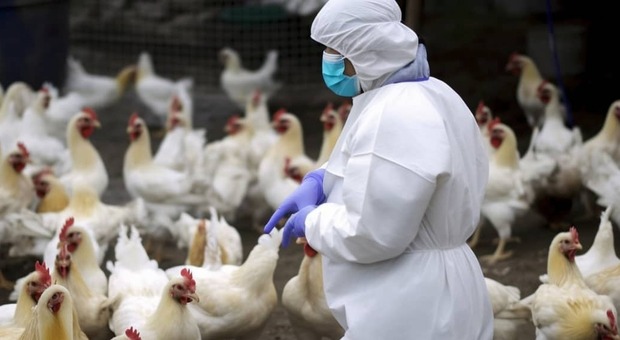 Influenza aviaria, l'Oms si prepara: «Per ora vaccino non necessario, ma pronti se la situazione dovesse mutare». Ecco il piano