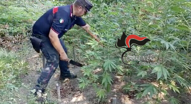Somma Vesuviana, controlli dei forestali: sequestrate 18 piante di cannabis