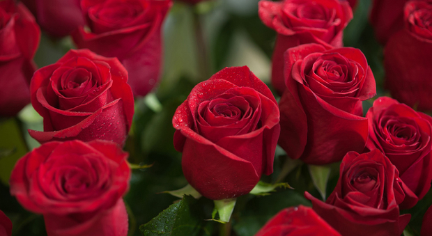 Regala all'amata 50 rose rosse: stalker romantico sotto processo