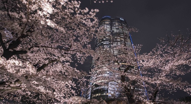 L’“Hanami” al tempo del Coronavirus: viaggio virtuale a Tokyo tra i ciliegi in fiore