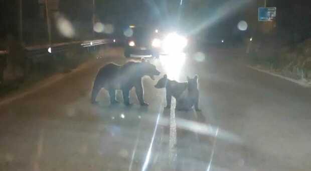 Mamma orsa e due cuccioli avvistati sulla statale a Pescina: arrivano i carabinieri forestali