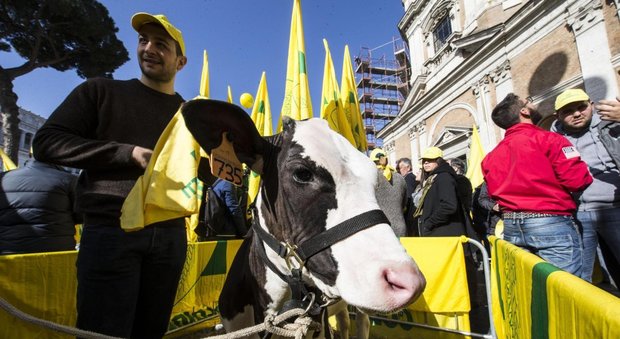 Quote latte, l'Ue bacchetta l'Italia: «Devono pagare i produttori non lo Stato»