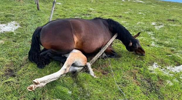 Maltempo, sei cavalli morti folgorati dai fulmini: la scoperta choc