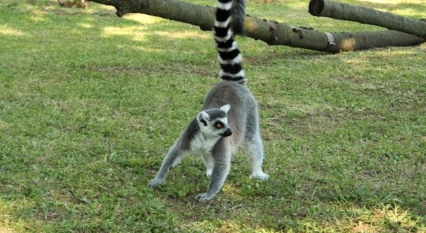 I lemuri allo zoo di Lignano