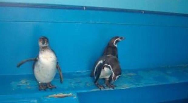 Pinguini tenuti in frigo al circo, sequestrati