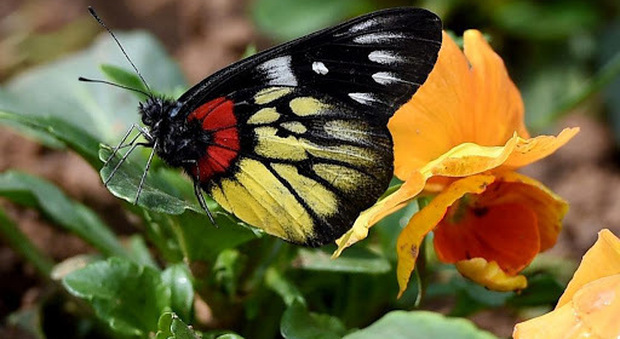 Cina, lo spettacolo della Butterfly Valley: 150 milioni di farfalle nei cieli dello Yunnan