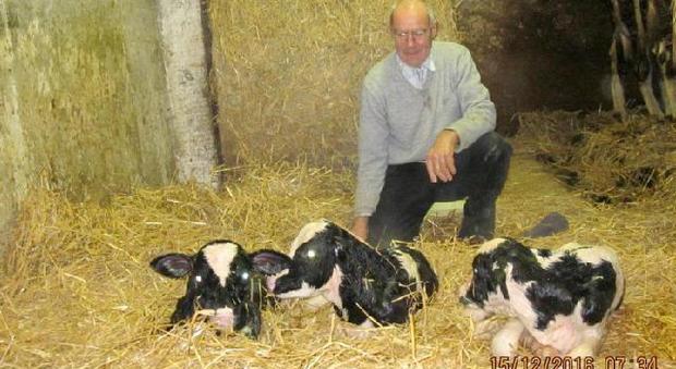 Parto gemellare da record per una mucca: nascono Leo, Lora e Lara