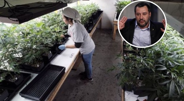 Cannabis libera, Salvini gela il M5S: «Non passerà mai, non è nel contratto di governo»