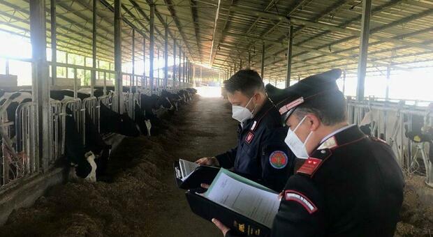 Iniziati i controlli agli allevamenti di bovini presenti nel Reatino, task force coordinata dai carabinieri