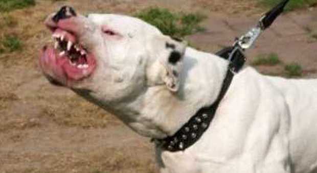 Cane inferocito sfugge al padrone e morde alla testa un bambino